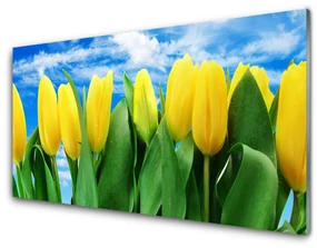 Obraz Akrylowy Tulipany Kwiaty