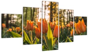 Obraz - kwiaty tulipanów (125x70 cm)