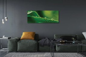 Obraz drukowany na płótnie Źdźbło Trawy z Kroplą