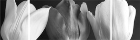 Obraz - Czarno - białe kwiaty tulipanów (170x50 cm)
