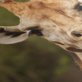 Obraz żyrafy (170x50 cm)
