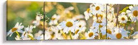 Obraz - Stokrotki (170x50 cm)