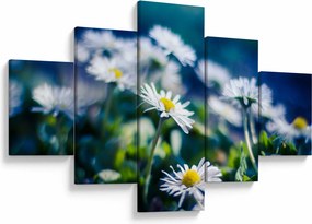 Obraz stokrotek (125x70 cm)