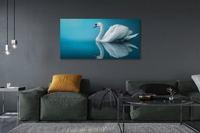 Obraz canvas na ścianę Łabędź na Tafli Wody