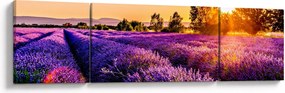 Obraz lawendowego pola (170x50 cm)