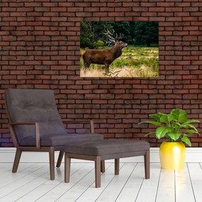 Obraz jelenia (70x50 cm)