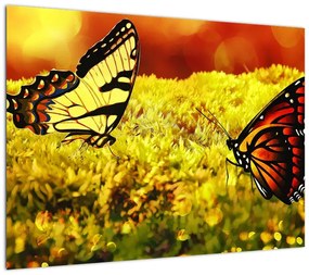 Obraz na szkle - motyle (70x50 cm)