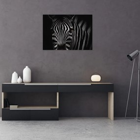 Obraz na szkle zebry (70x50 cm)