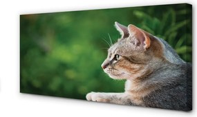 Zdjęcie na płótnie Kot o Przenikliwym Spojrzeniu