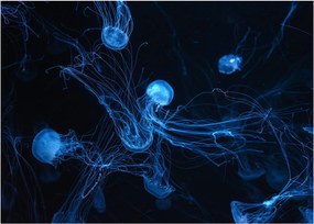 Obraz na szkle - Meduza (70x50 cm)