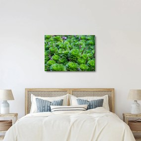 Obraz sukulentów (70x50 cm)