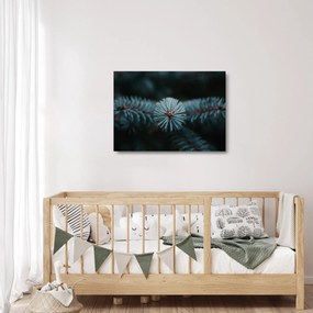 Obraz na szkle gałązki drzewa iglastego (70x50 cm)