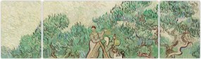 Obraz - Vincent van Gogh, The Olive Orchard, reprodukcje (170x50 cm)