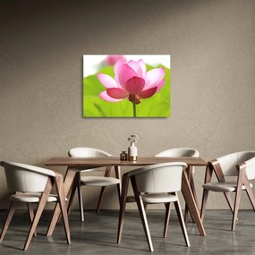 Obraz na szkle kwiatu lotosu (70x50 cm)