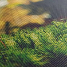 Obraz mchu z grzybem (125x70 cm)