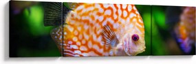 Obraz ryby (170x50 cm)