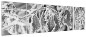 Obraz - Zmarznięte liście, czarno - biały (170x50 cm)