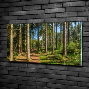 Foto obraz szkło hartowane Panorama lasu
