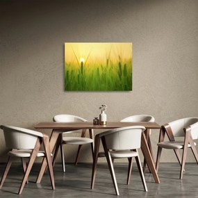 Obraz na szkle pola ze zbożem (70x50 cm)