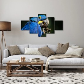 Obraz papugi (125x70 cm)
