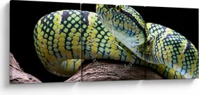 Obraz - Grzechotnik Waglera (z zegarem) (90x30 cm)
