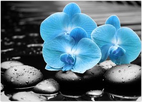 Obraz - Niebieska Orchidea (70x50 cm)