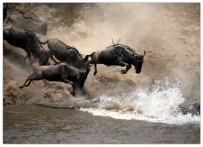 Obraz - Stado antylop gnu (70x50 cm)