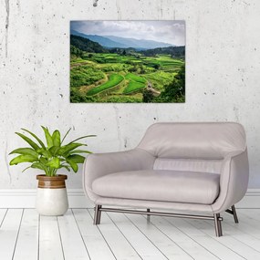 Obraz na szkle - pola ryżowe (70x50 cm)