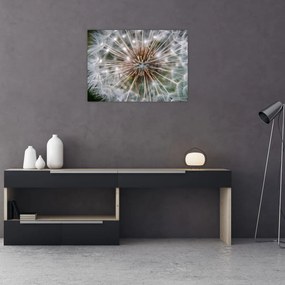 Obraz na szkle - dmuchawiec (70x50 cm)