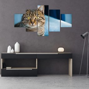Obraz - Kot domowy (125x70 cm)