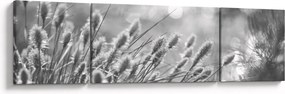 Obraz - Beżowa miękka trawa N⁰1 (170x50 cm)