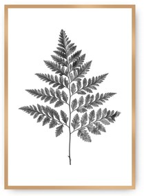 Plakat Fern Grey