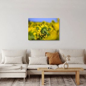 Obraz na szkle słonecznika (70x50 cm)