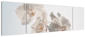 Obraz białej orchidei (170x50 cm)