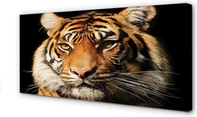 Zdjęcie na płótnie Dzikie Spojrzenie Tygrysa