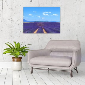 Obraz na szkle - Pole lawendy (70x50 cm)