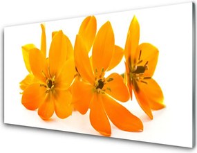 Panel Szklany do Kuchni Pomarańczowa Kompozycja Botaniczna