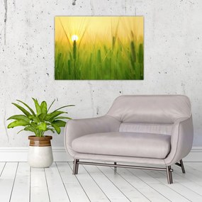 Obraz pola ze zbożem (70x50 cm)