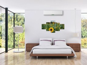 Obraz - Sunflower Field II. (125x70 cm)
