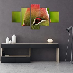 Obraz kolorowego ptaka (125x70 cm)