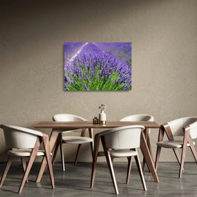 Obraz na szkle - lawenda (70x50 cm)