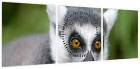 Obraz lemura (z zegarem) (90x30 cm)