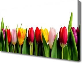 Obraz na płótnie Pąki Tulipanów w Ogrodzie