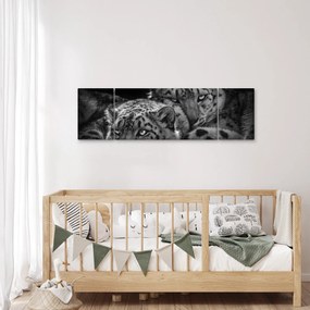 Obraz - Odpoczywające gepardy (170x50 cm)