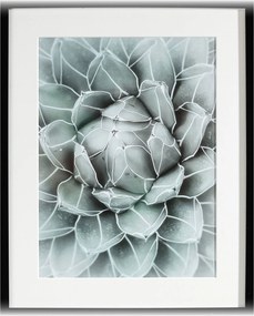 Obraz Succulents II 40x50cm