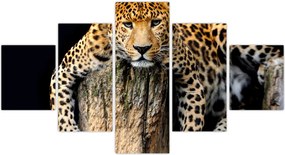 Obraz - Gepard (125x70 cm)
