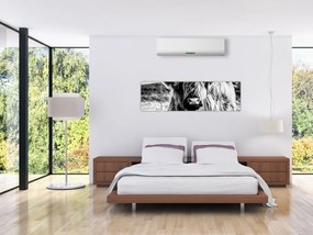 Obraz - Highland - szkocka krowa (170x50 cm)