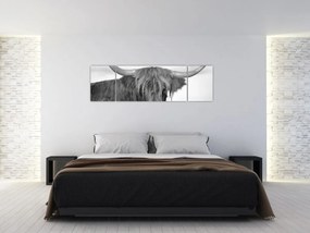 Obraz - Szkocka krowa 2, czarno - biały (170x50 cm)