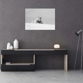 Obraz - Niedźwiedź polarny (70x50 cm)