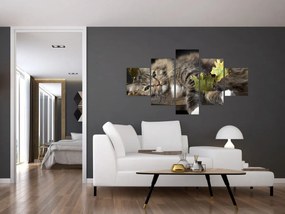 Obraz - Leżący kot (125x70 cm)